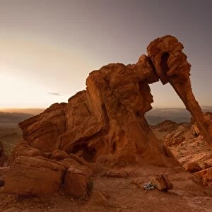 Elephant Rock rock formation - sunrise - Valley of Fire State Park - Nevada - USA