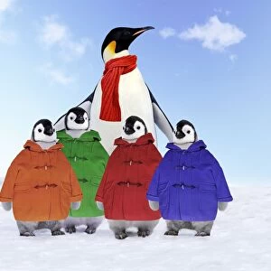 Emperor Penguin - Adult wrapped in scarf & young wearing duffle coats Digital Manipulation: Coats & scarf (Su) - added backgound (made)