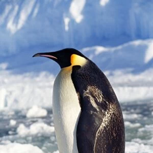 Emperor Penguin Antarctic