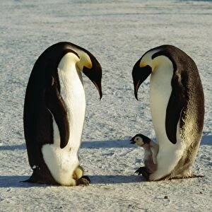 Emperor Penguin AU 112 GR One with egg on feet, other with chick, Antarctica Aptenodytes forsteri © Graham Robertson / ARDEA LONDON