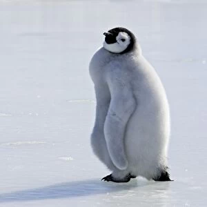 Emperor Penguin - chick walking across ice. Snow hill island - Antarctica