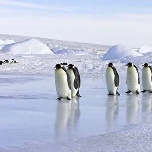 Emperor Penguin - line of adults walking across ice. Snow hill island - Antarctica