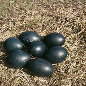 Emu - eggs in nest