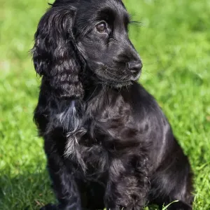 English Cocker Spaniel Print English Cocker Spaniel Print