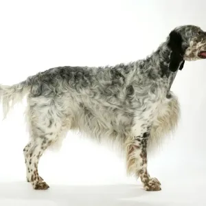 English Setter Print by John Daniels English Setter Print by John Daniels