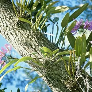 Epiphytic Orchid