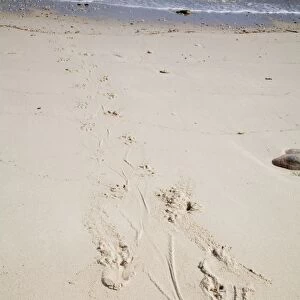 Estuarine / Saltwater Crocodile tracks - On Bigge Island, Kimberley coast, Western Australia