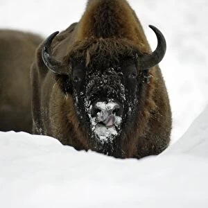 European Bison / Wisent - animal in snow, winter Bavaria, Germany