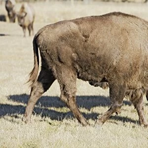 European Bison / Wisent. France - introduced from the forest of Bialowieza in Poland