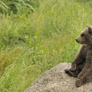 European Brown Bear - cub sitting on a rock, Germany