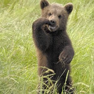 European Brown Bear - cub standing upright, Germany