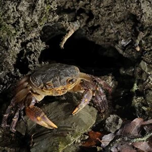 European Freshwater Crab - adult at night near the entrance of its daily burrow - Florence - Italy