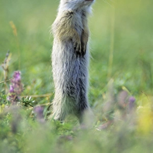 European Suslik / Souslik - animal standing on back legs, looking out for danger, Neusiedleersee National Park, Lower Austria