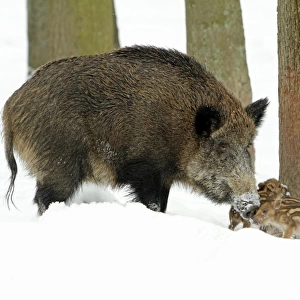 European Wild Pig / Boar - sow with piglets - winter - Hessen - Germany