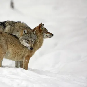 European Wolf- alpha male showing affection towards pack leader, the alpha female, in snow, winter Bavaria, Germany