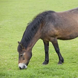Exmoor Pony grazing - Cotswold Farm Park - Temple Guiting Glos UK