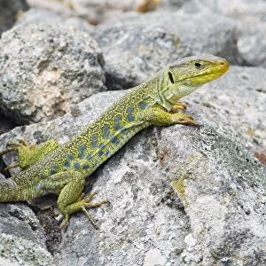 Eyed / Ocellated Lizard - male on rocks, region of Alentejo, Portugal