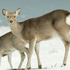 Cervidae Collection: Sika Deer