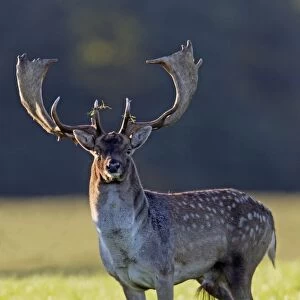 Fallow Deer - buck alert during the rut - Seeland - Denmark