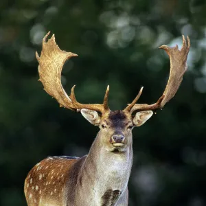 Fallow Deer - Buck with large antlers Jaegersborg deer park, Copenhagen, Denmark