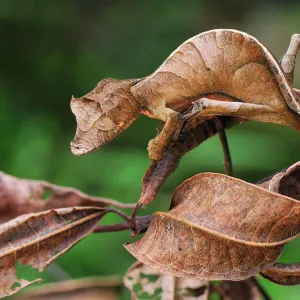 Fantastic Leaf-tailed Gecko / Satanic Leaf-tailed Gecko - Andasibe-Mantadia National Park - Madagascar