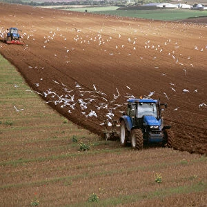 Farming MAW 5 Gulls following plough. South Downs, Essex UK © Maurice Walker / ARDEA LONDON