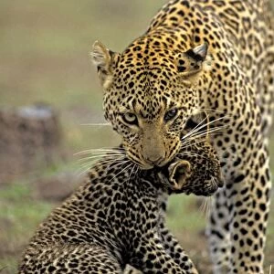 Female Leopard carrying 2 month old cub, Masai Mara, Kenya, Africa