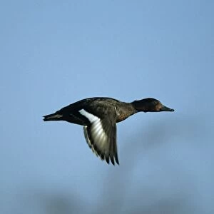 Ferruginous Duck - In Flight Norfolk, UK BI004649