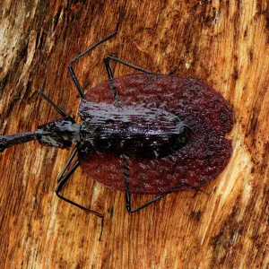 Fiddle Beetle / Violin Beetle - Danum Valley Conservation Area - Sabah - Borneo - Malaysia