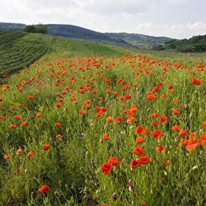 Field of common poppies - near Saschiz. Romania