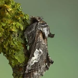 Figure of Eight Moth Diloba caeruleocephala Essex, UK IN000661