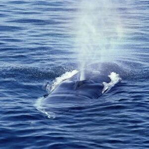 Fin whale Photographed in the Estuary of the St Lawrence, Quebec, Canada AM 388