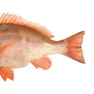 Fish - Red Snapper in studio