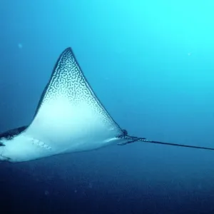 Aigle ray pointu des Galapages