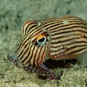 Striped Pyjama Squid Print Striped Pyjama Squid Print
