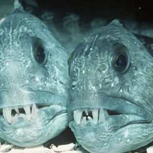 POISSON LOUP - paire