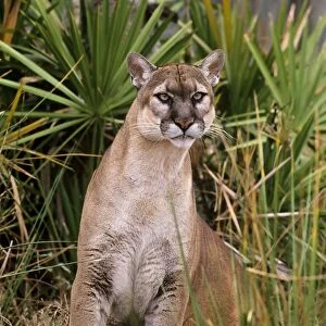 Florida Cougar / Mountain Lion / Puma. Florida - USA. endangered species. Also known as the Florida Panther. MR4851