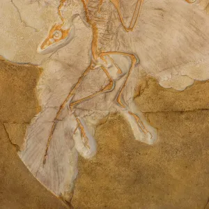 Fossil Bird Archaeopteryx Cast - Original specimen in Berlin-Germany - Known as "the first bird" with both dinosaurian and avian features which some say represents a "missing link" between dinosaurs