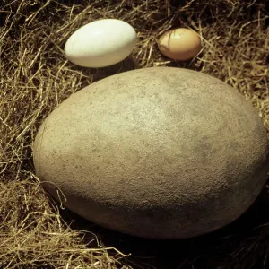 Fossil Elephant Bird Egg Print with Hen and Goose Eggs for Comparison Fossil Elephant Bird Egg Print with Hen and Goose Eggs for Comparison