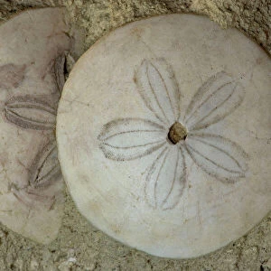 Fossil Sea Urchins (Soutella) - Saumar-France - Helvetien