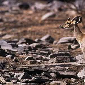 Four-horned Antelope / Chousingha - male - Panna National Park Madhya Pradesh India