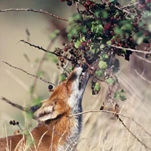 Fox - eating berries