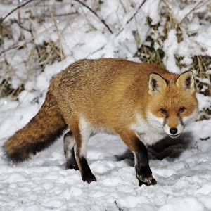 FOX. Fox in snow
