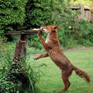 Fox - takin food from bird table