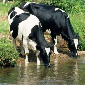 Friesian Cows Print - River Scene JD-17892 Friesian Cows Print - River Scene JD-17892