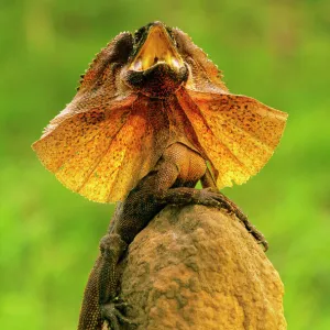 Frilled Lizard - Defensive display perched on termite mound - Kakadu National Park (World Heritage Area) - Northern Territory - Australia JPF51062