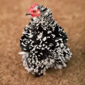 Pollo de Frizle Bantam Pollo de Frizle Bantam