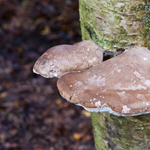 Fungi - Birch Polypore - can be seen all year round - habitat on birch - annual, but fruit bodies remain intact from one year to next. Common and not edible. Napp Wood, East Sussex. November