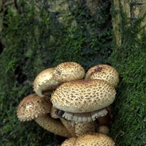 Fungi Shaggy pholiota October Knapp Wood Nature Reserve E. Sussex, UK