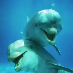 Bottlenose Dolphin Two Print Bottlenose Dolphin Two Print